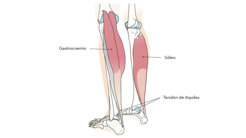 anatomía del gemelo